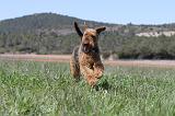 AIREDALE TERRIER 128